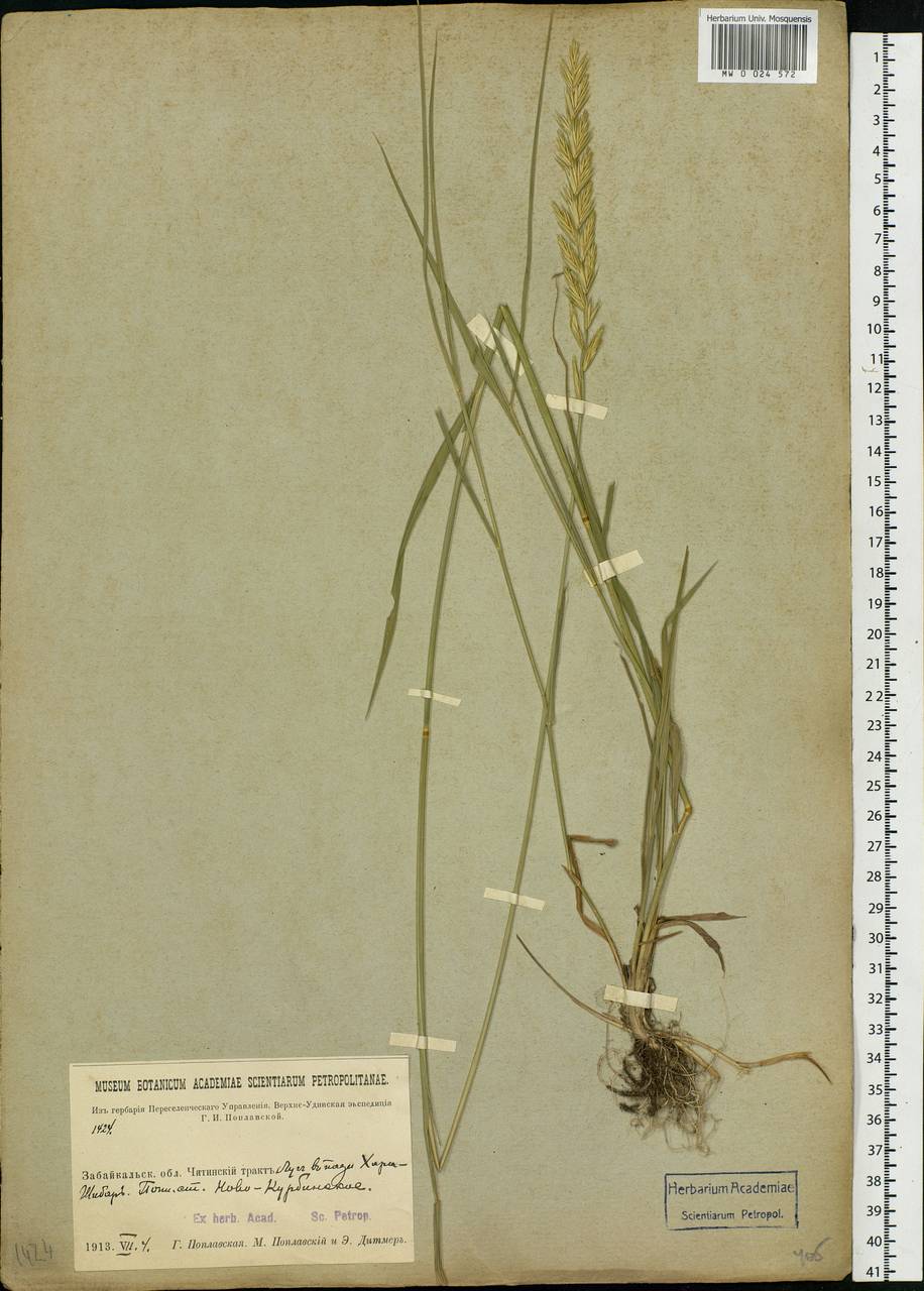 Agropyron, Siberia, Baikal & Transbaikal region (S4) (Russia)