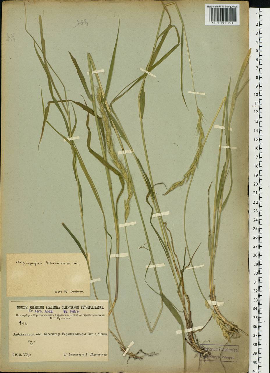 Agropyron, Siberia, Baikal & Transbaikal region (S4) (Russia)