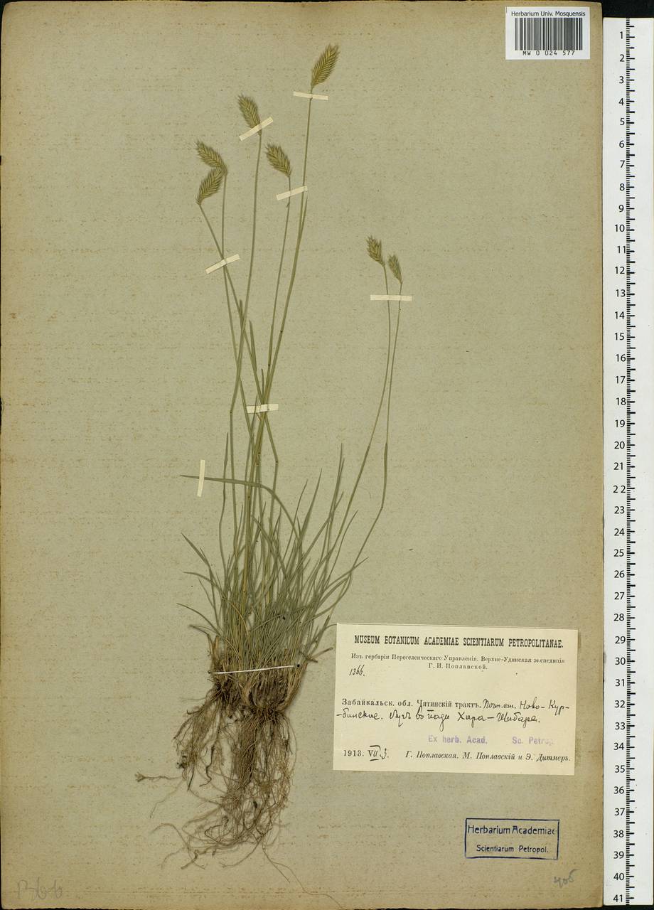 Agropyron, Siberia, Baikal & Transbaikal region (S4) (Russia)