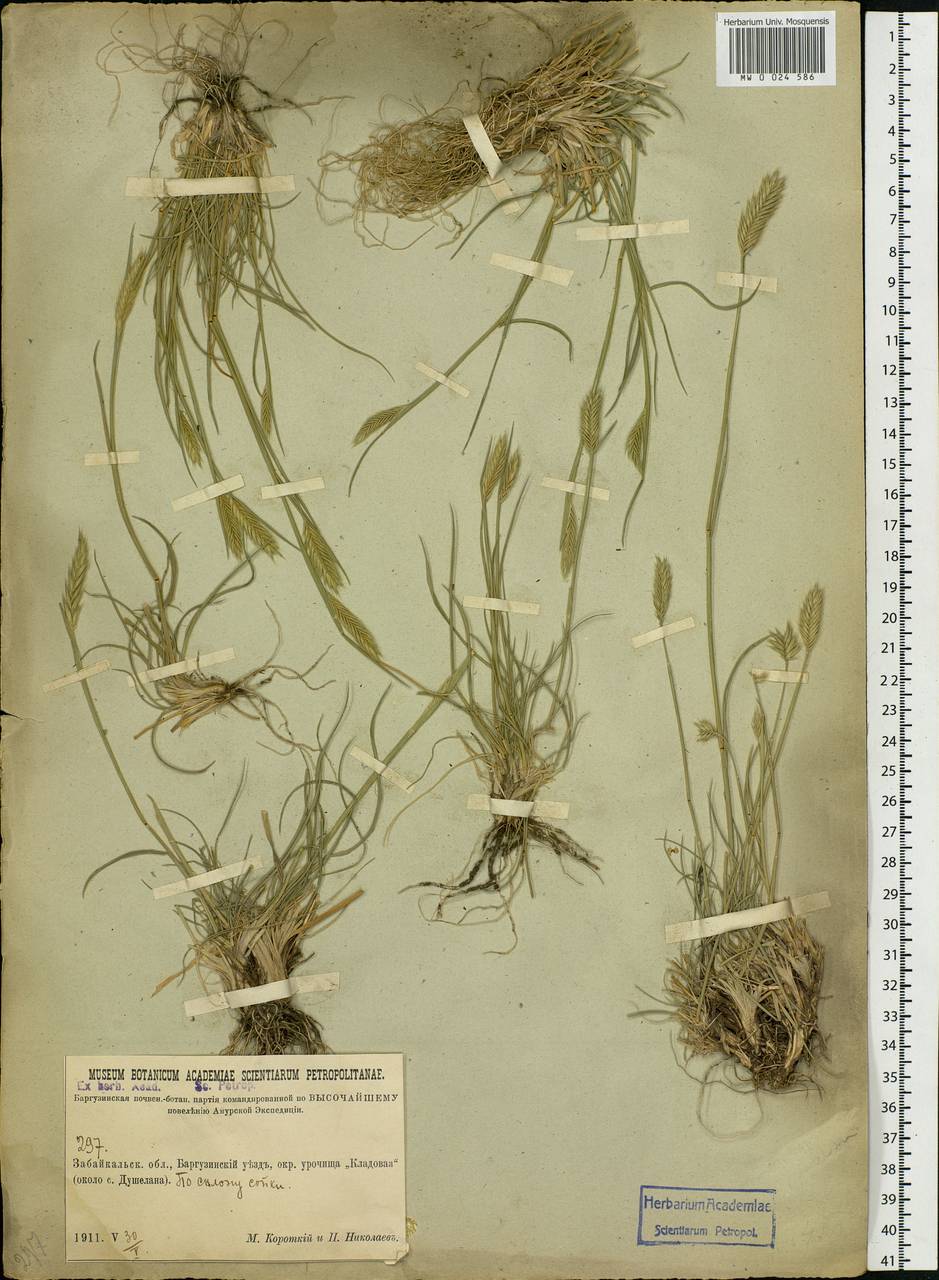 Agropyron, Siberia, Baikal & Transbaikal region (S4) (Russia)