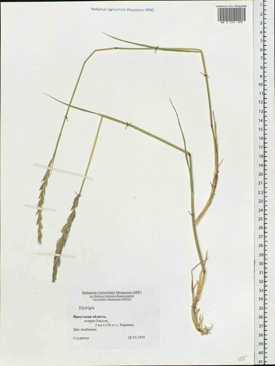 Agropyron, Siberia, Baikal & Transbaikal region (S4) (Russia)