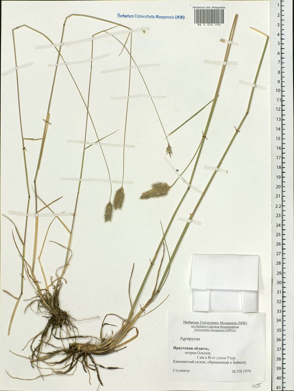 Agropyron, Siberia, Baikal & Transbaikal region (S4) (Russia)