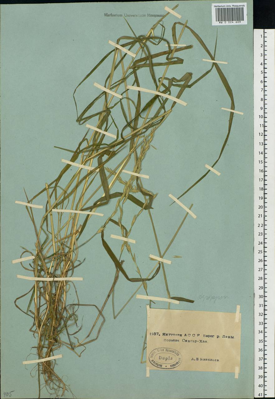 Agropyron, Siberia, Yakutia (S5) (Russia)