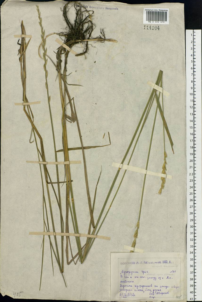Agropyron, Siberia, Western (Kazakhstan) Altai Mountains (S2a) (Kazakhstan)