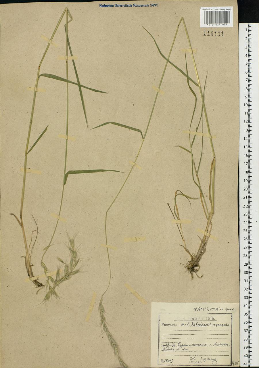 Agropyron, Siberia, Baikal & Transbaikal region (S4) (Russia)