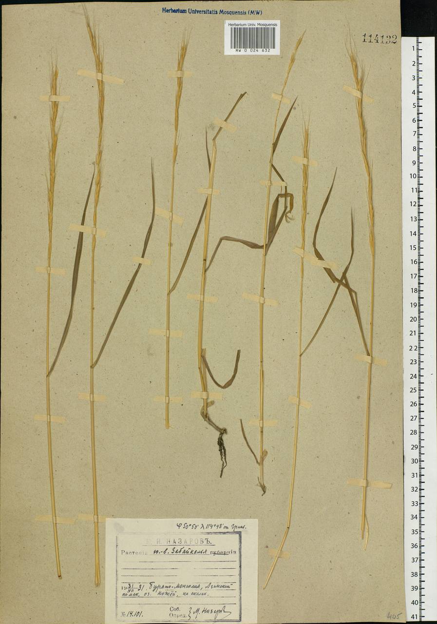 Agropyron, Siberia, Baikal & Transbaikal region (S4) (Russia)