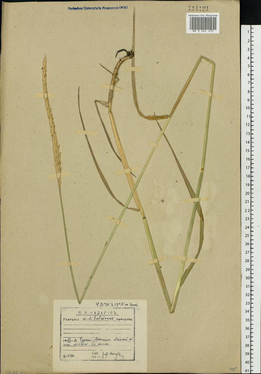 Agropyron, Siberia, Baikal & Transbaikal region (S4) (Russia)