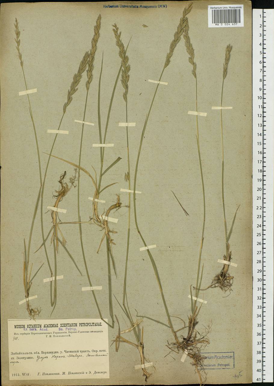 Agropyron, Siberia, Baikal & Transbaikal region (S4) (Russia)