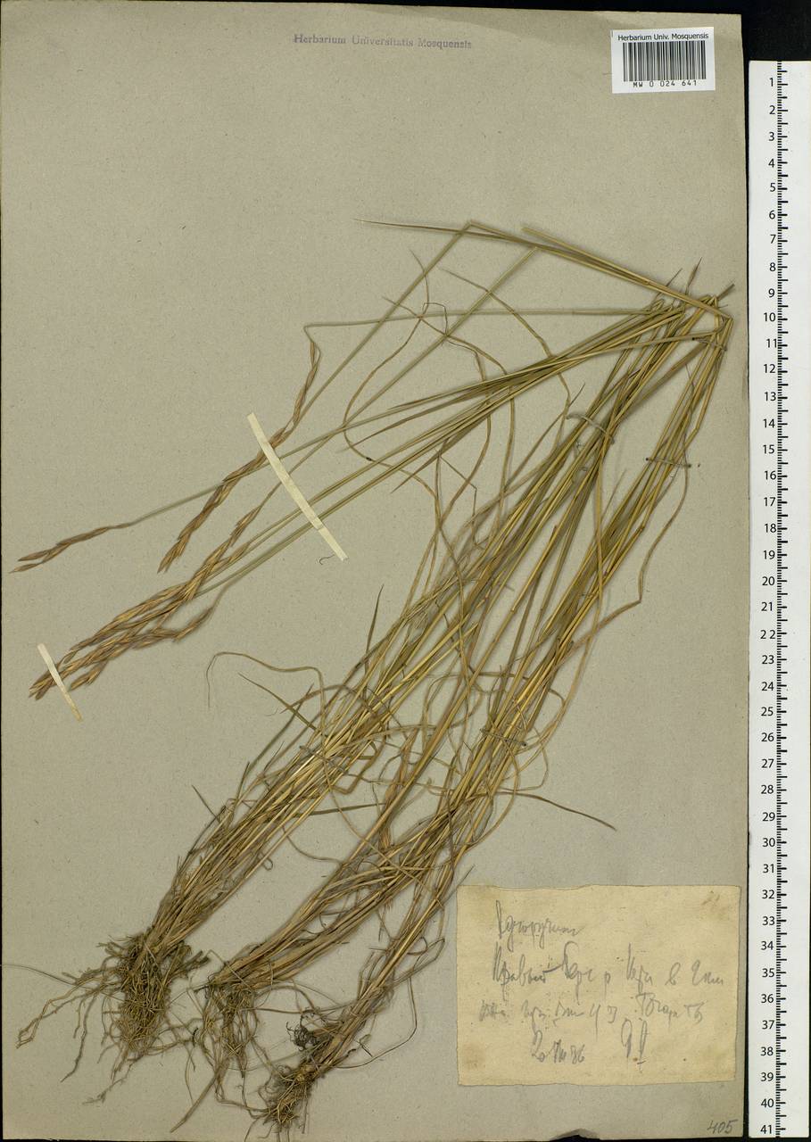Agropyron, Siberia, Western Siberia (S1) (Russia)