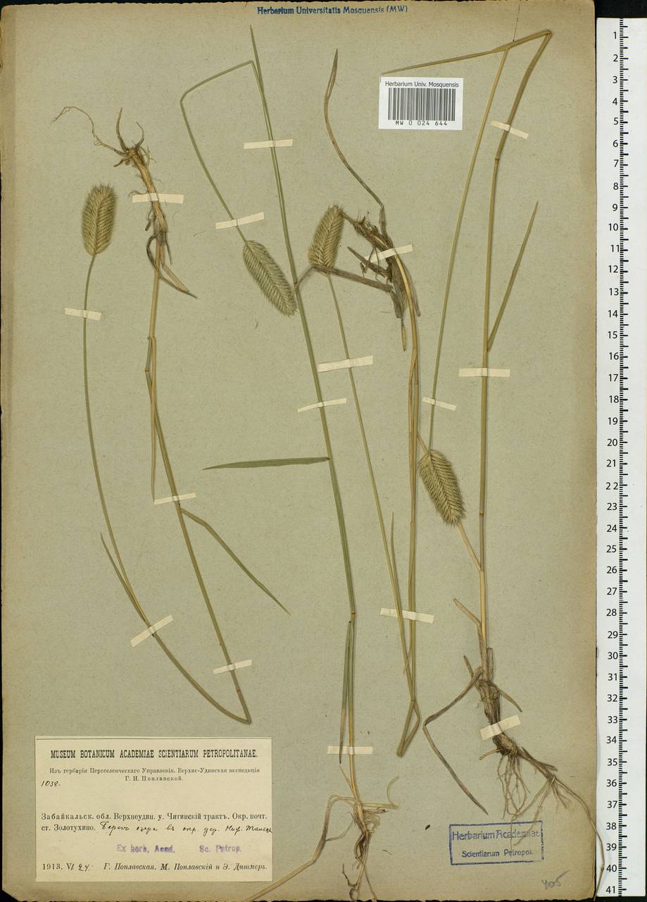 Agropyron, Siberia, Baikal & Transbaikal region (S4) (Russia)