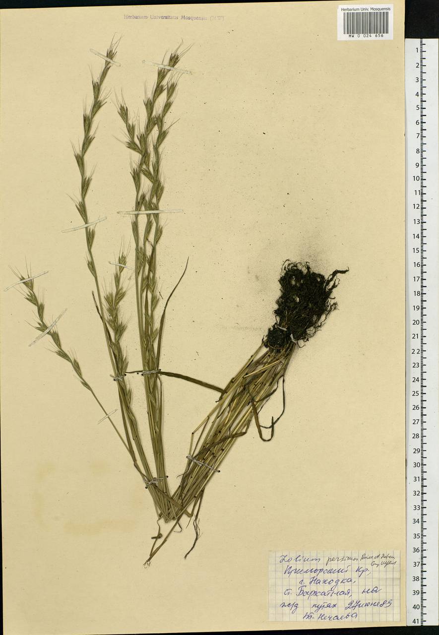 Lolium persicum Boiss. & Hohen., Siberia, Russian Far East (S6) (Russia)