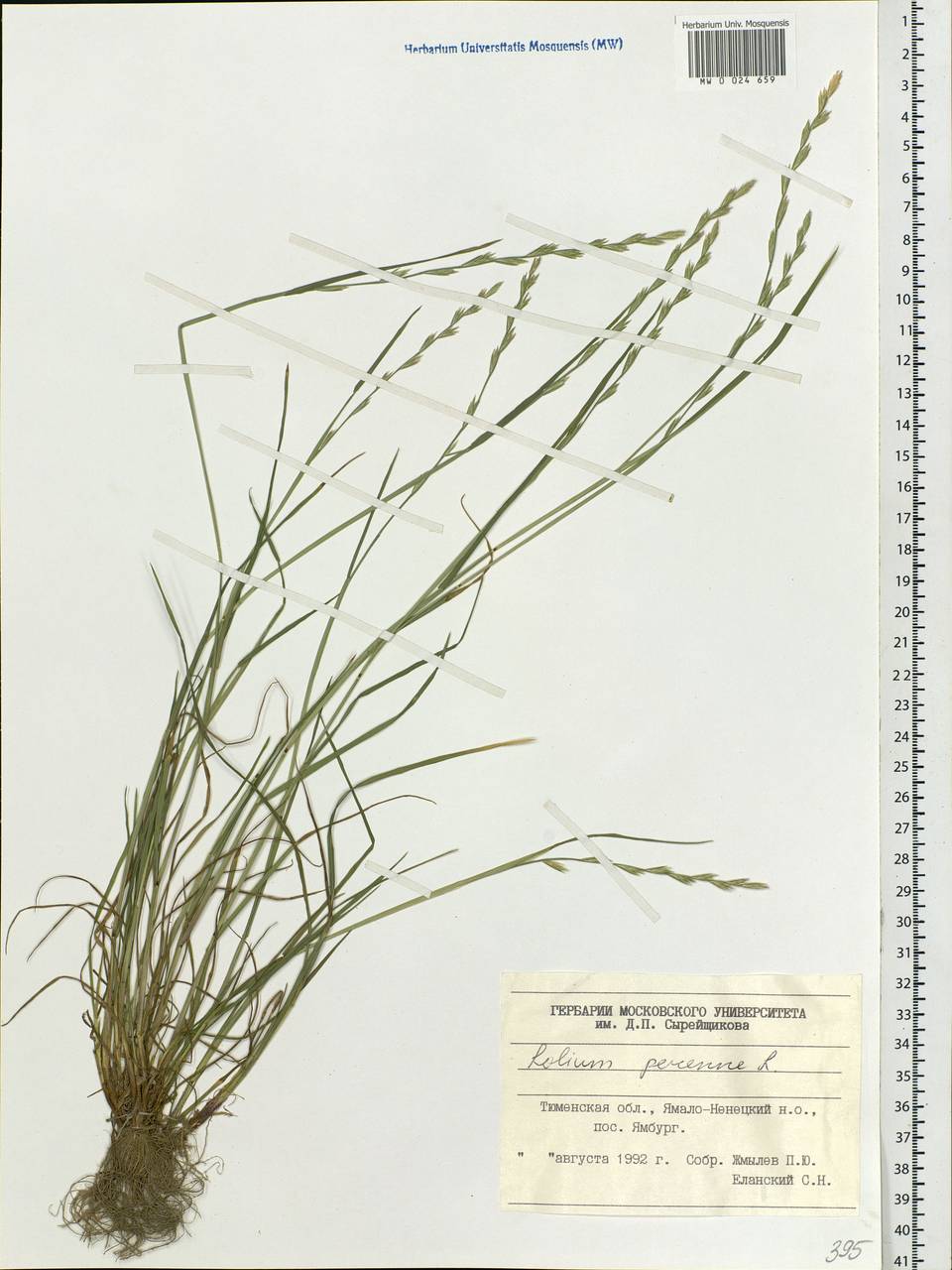 Lolium perenne L., Siberia, Western Siberia (S1) (Russia)