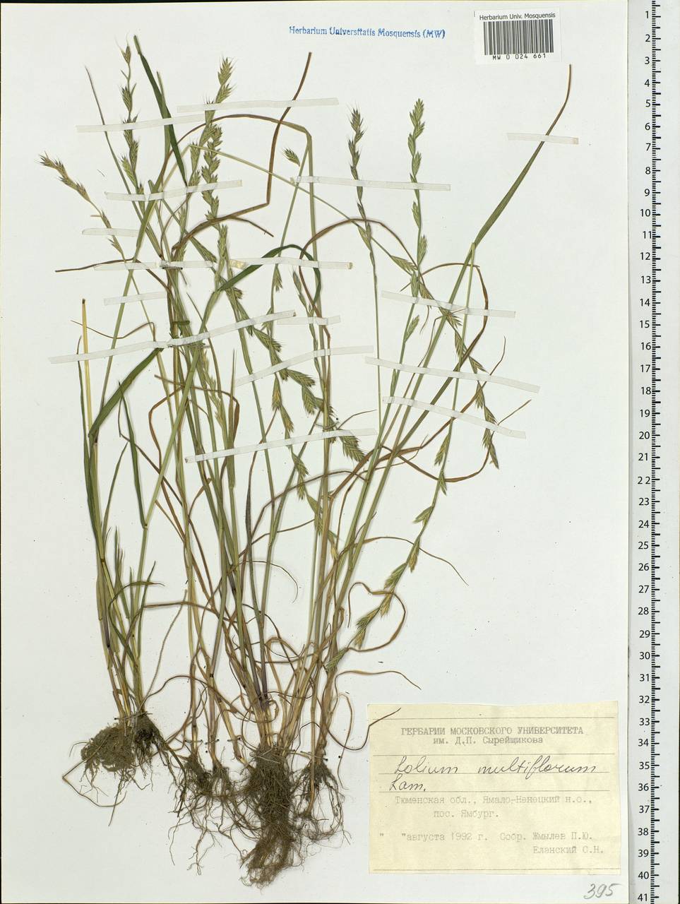 Lolium multiflorum Lam., Siberia, Western Siberia (S1) (Russia)