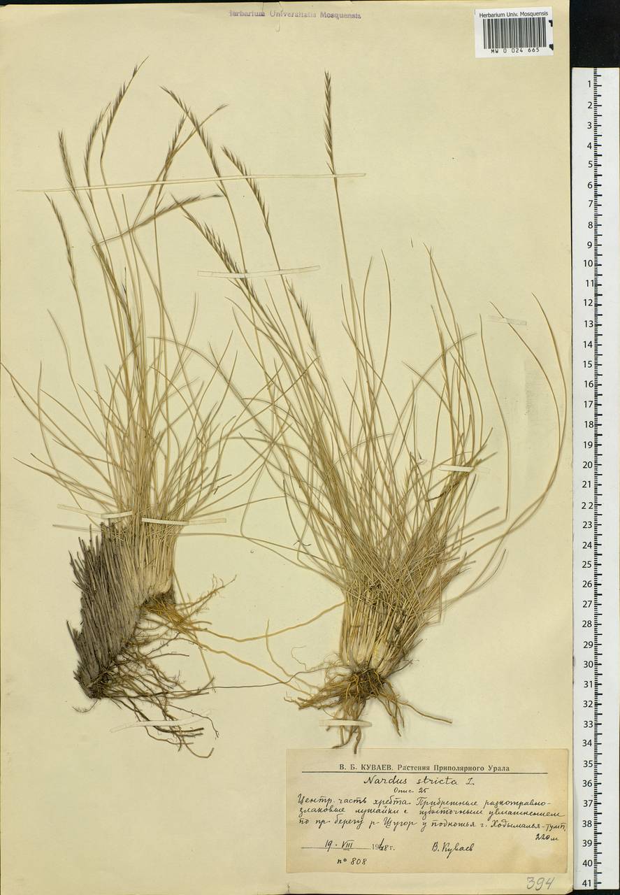 Nardus stricta L., Eastern Europe, Northern region (E1) (Russia)