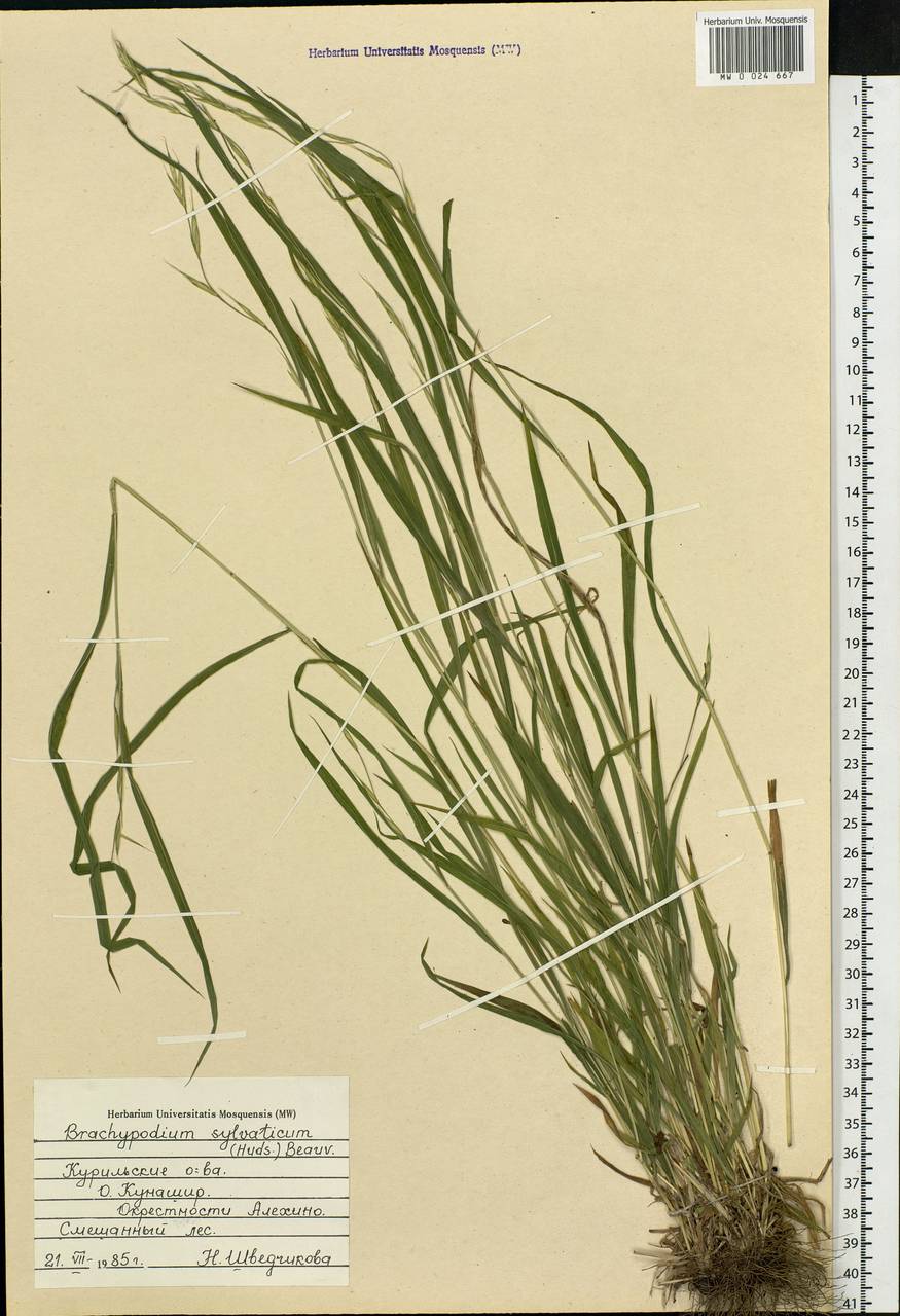 Brachypodium sylvaticum (Huds.) P.Beauv., Siberia, Russian Far East (S6) (Russia)