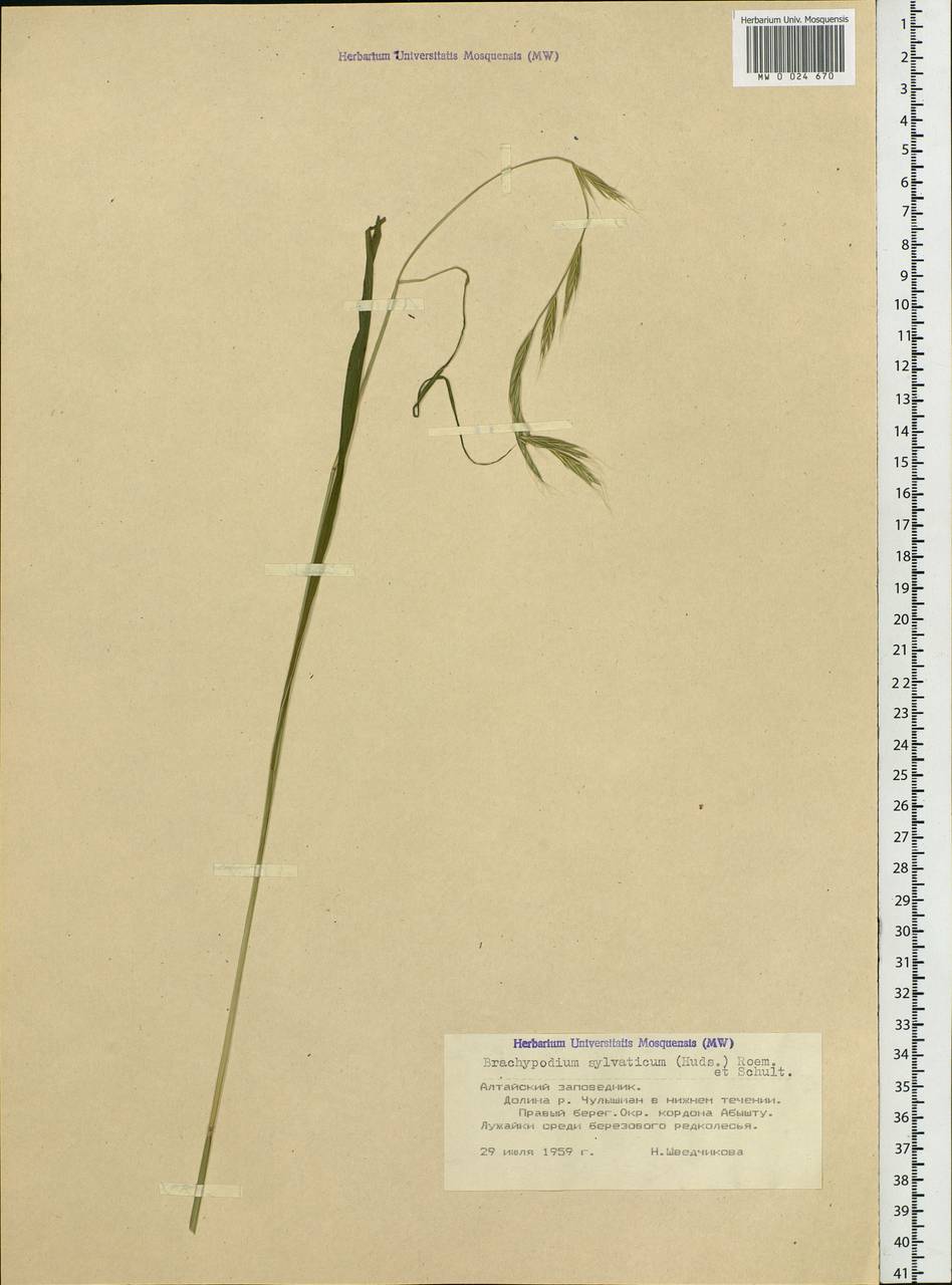 Brachypodium sylvaticum (Huds.) P.Beauv., Siberia, Altai & Sayany Mountains (S2) (Russia)