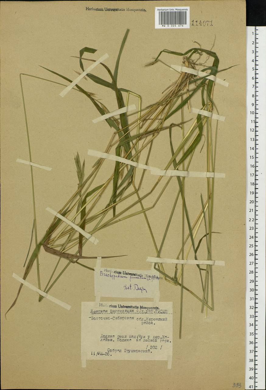 Brachypodium pinnatum (L.) P.Beauv., Siberia, Baikal & Transbaikal region (S4) (Russia)