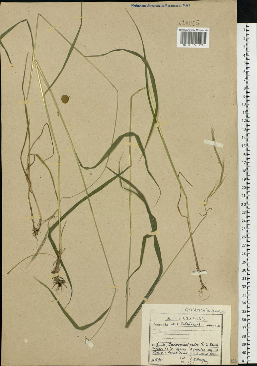 Brachypodium pinnatum (L.) P.Beauv., Siberia, Baikal & Transbaikal region (S4) (Russia)