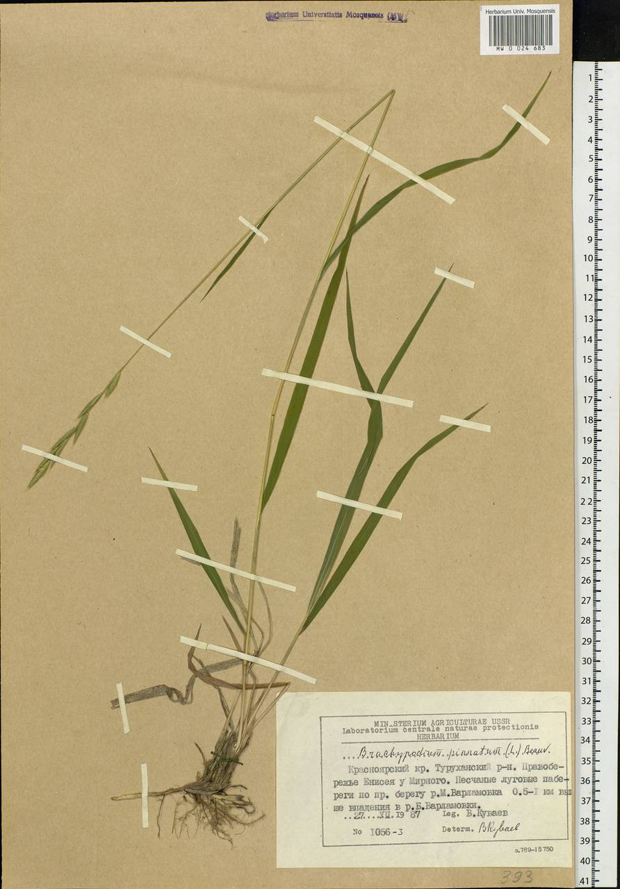 Brachypodium pinnatum (L.) P.Beauv., Siberia, Central Siberia (S3) (Russia)