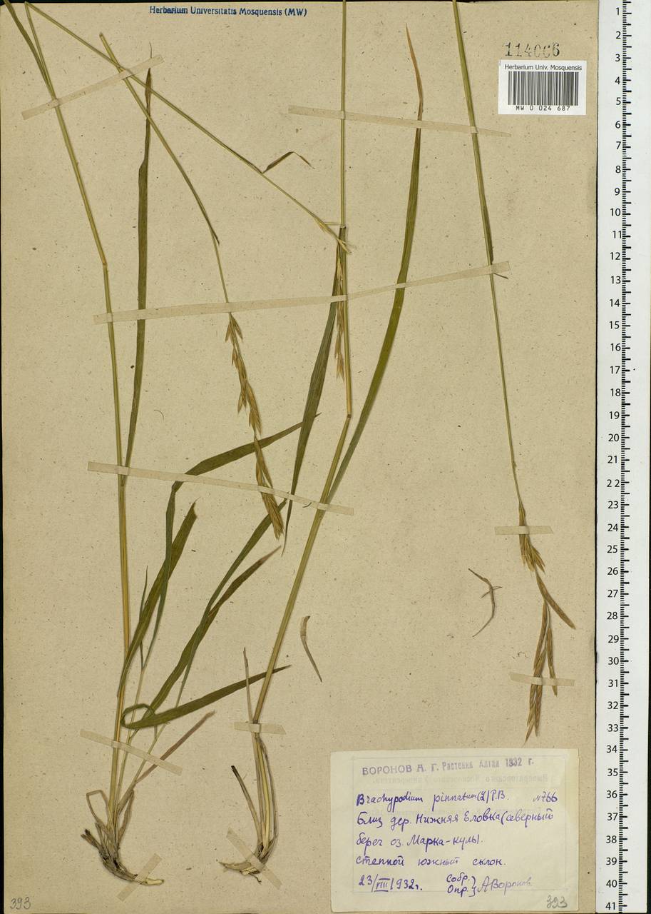 Brachypodium pinnatum (L.) P.Beauv., Siberia, Western (Kazakhstan) Altai Mountains (S2a) (Kazakhstan)