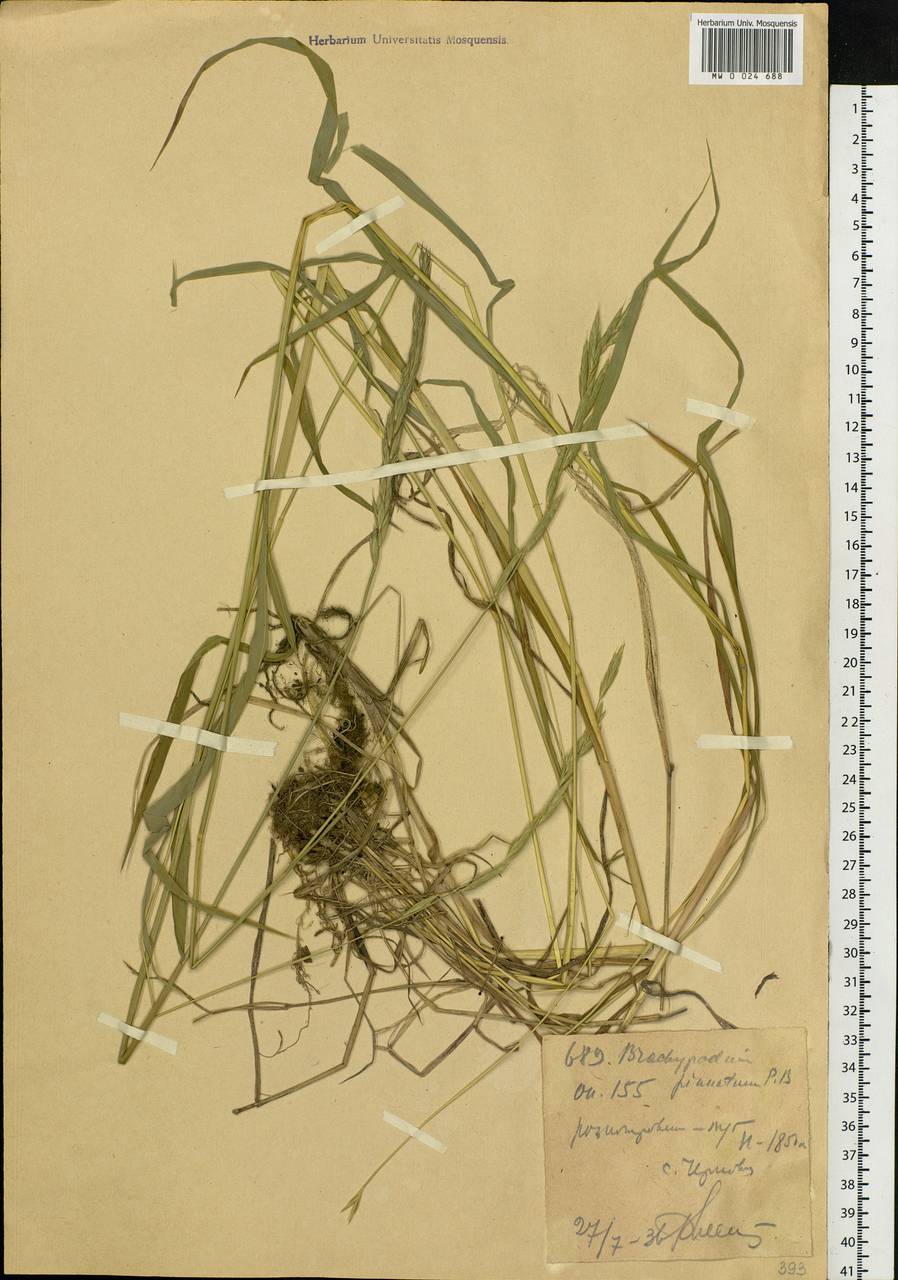 Brachypodium pinnatum (L.) P.Beauv., Siberia, Western (Kazakhstan) Altai Mountains (S2a) (Kazakhstan)