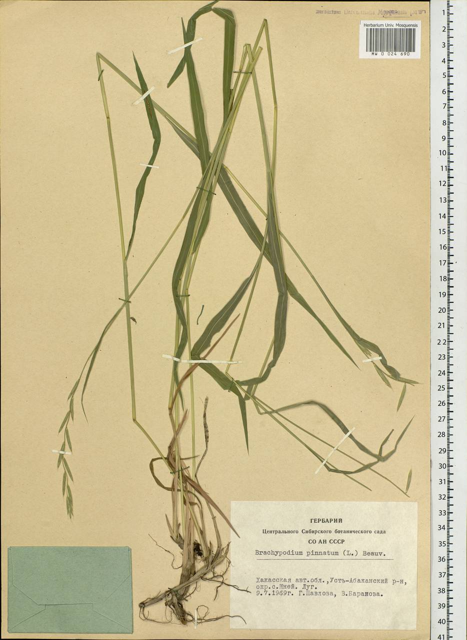 Brachypodium pinnatum (L.) P.Beauv., Siberia, Altai & Sayany Mountains (S2) (Russia)