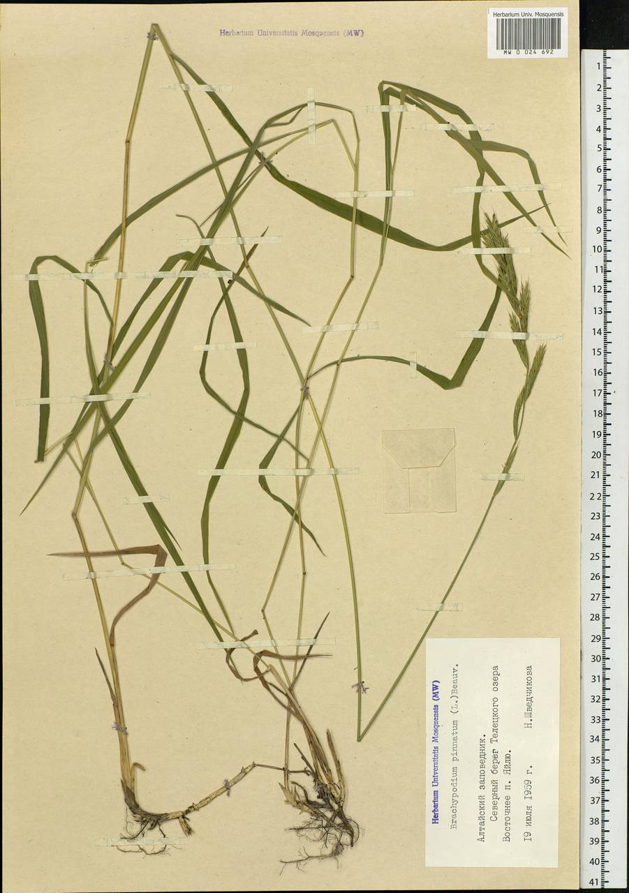 Brachypodium pinnatum (L.) P.Beauv., Siberia, Altai & Sayany Mountains (S2) (Russia)