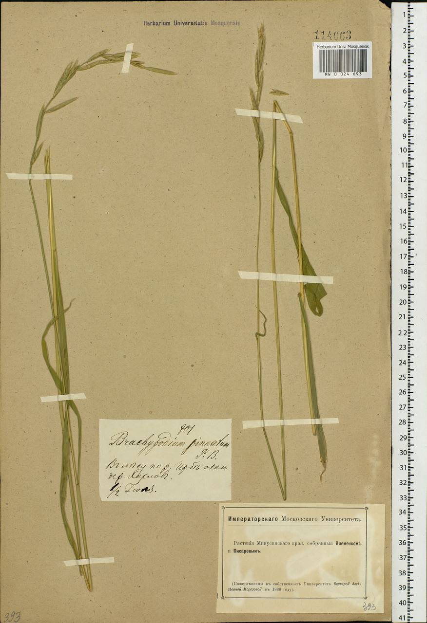 Brachypodium pinnatum (L.) P.Beauv., Siberia, Altai & Sayany Mountains (S2) (Russia)