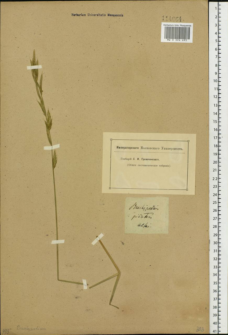 Brachypodium pinnatum (L.) P.Beauv., Siberia, Altai & Sayany Mountains (S2) (Russia)
