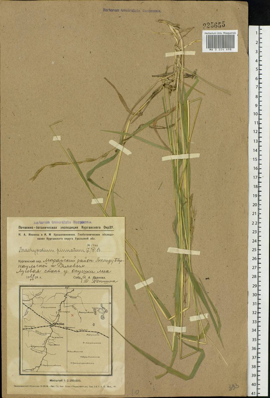 Brachypodium pinnatum (L.) P.Beauv., Siberia, Western Siberia (S1) (Russia)