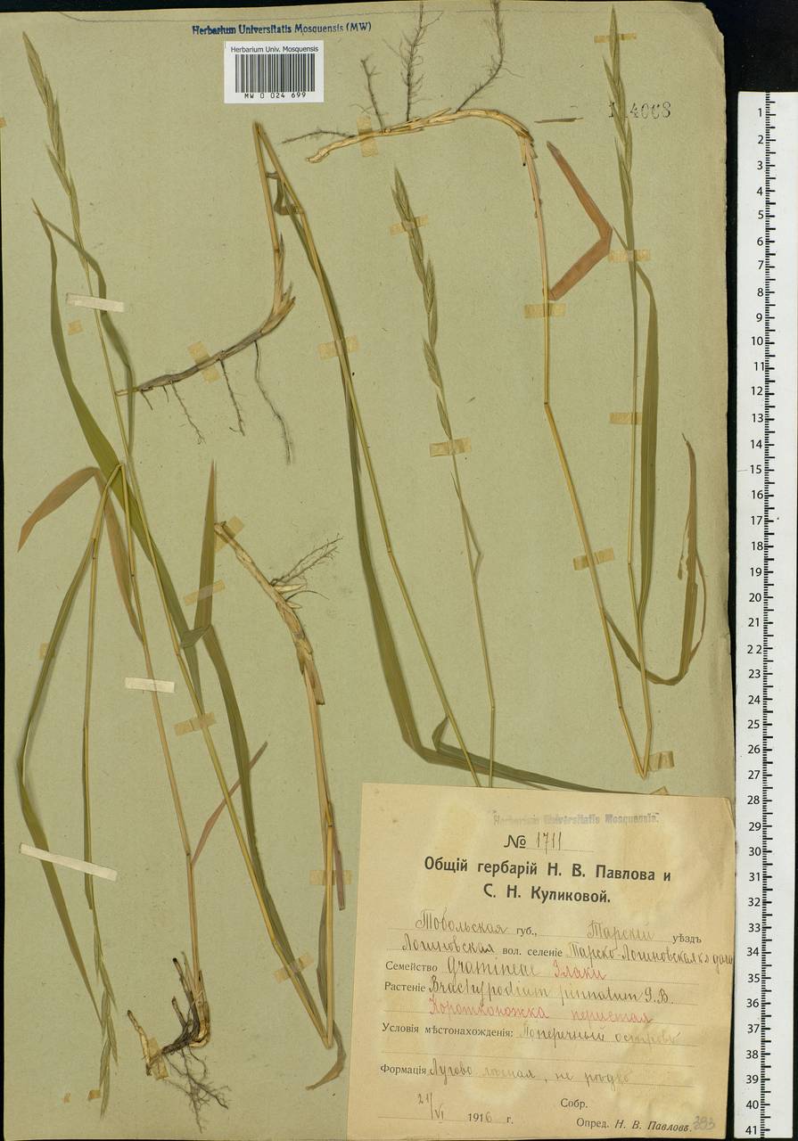 Brachypodium pinnatum (L.) P.Beauv., Siberia, Western Siberia (S1) (Russia)