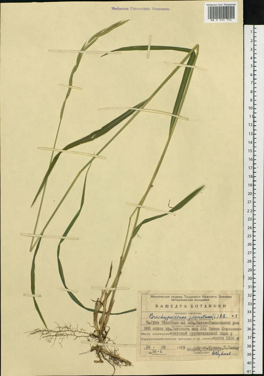 Brachypodium pinnatum (L.) P.Beauv., Eastern Europe, Eastern region (E10) (Russia)
