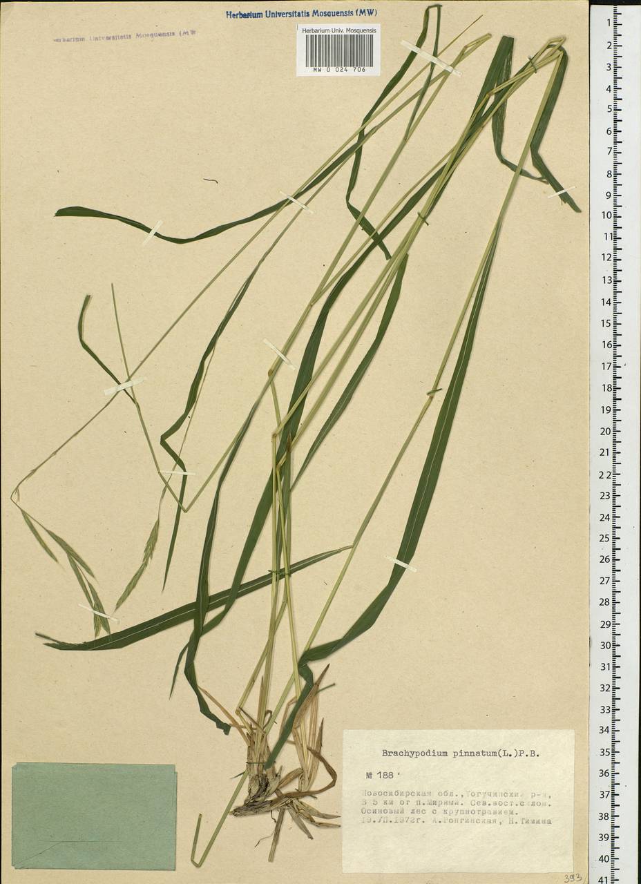 Brachypodium pinnatum (L.) P.Beauv., Siberia, Western Siberia (S1) (Russia)
