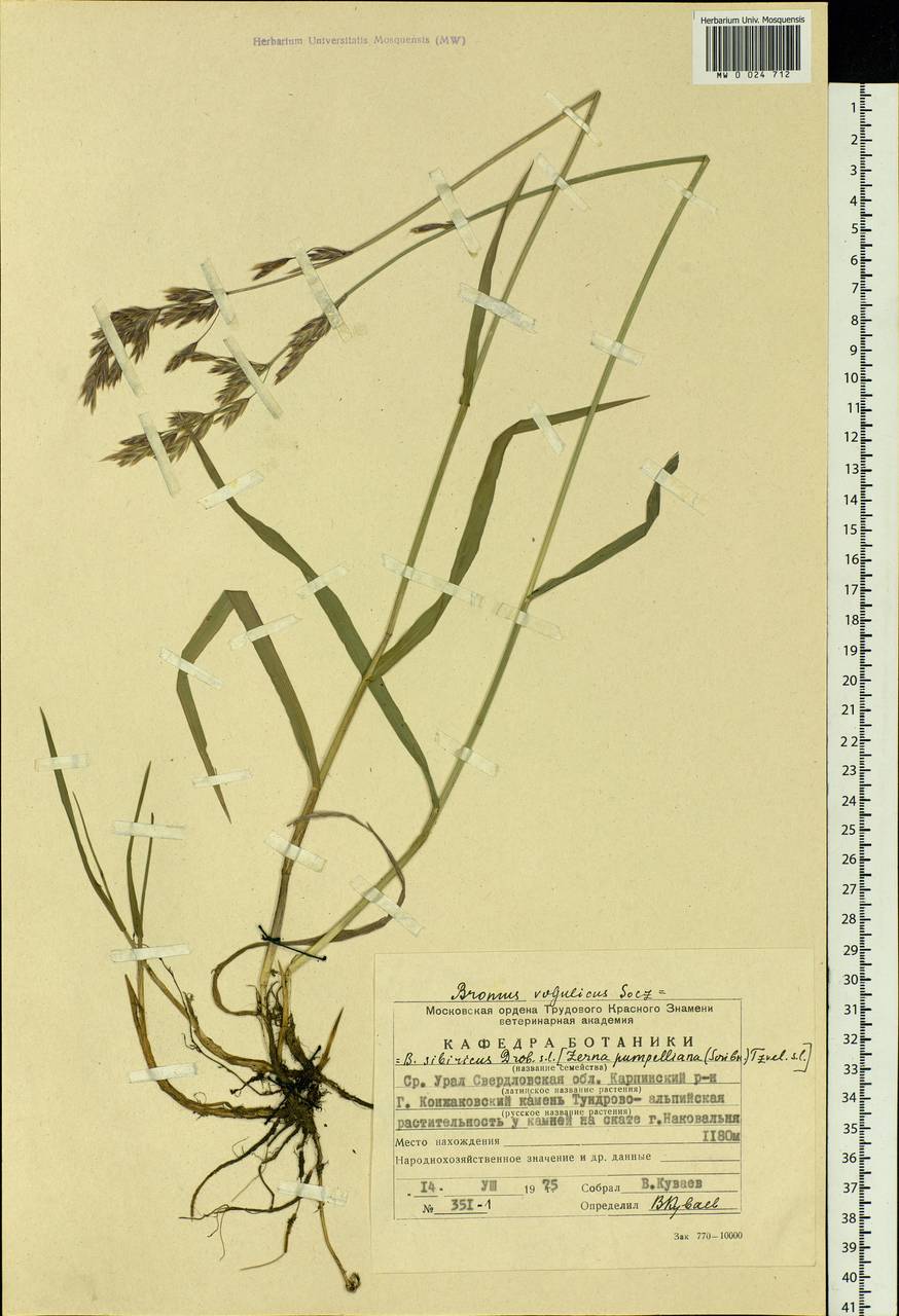Bromus pumpellianus Scribn., Eastern Europe, Eastern region (E10) (Russia)