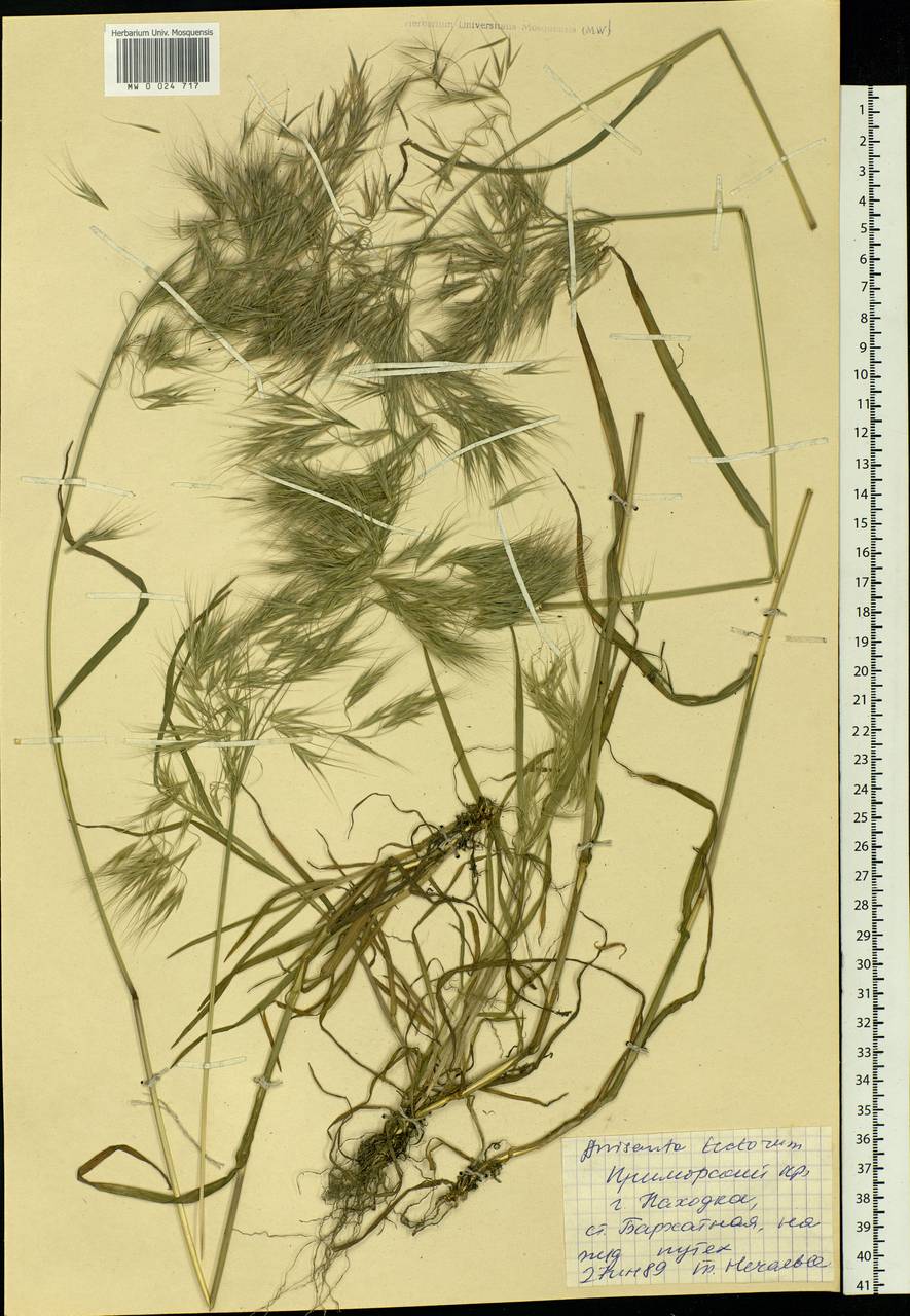 Bromus tectorum L., Siberia, Russian Far East (S6) (Russia)