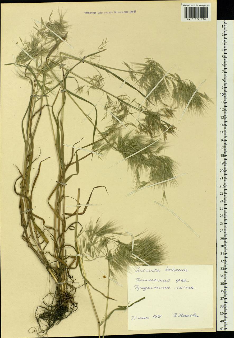 Bromus tectorum L., Siberia, Russian Far East (S6) (Russia)
