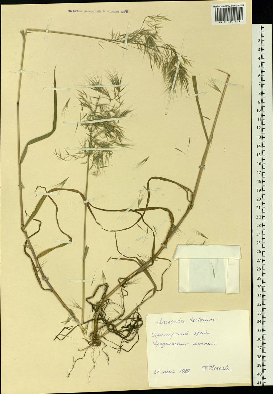 Bromus tectorum L., Siberia, Russian Far East (S6) (Russia)