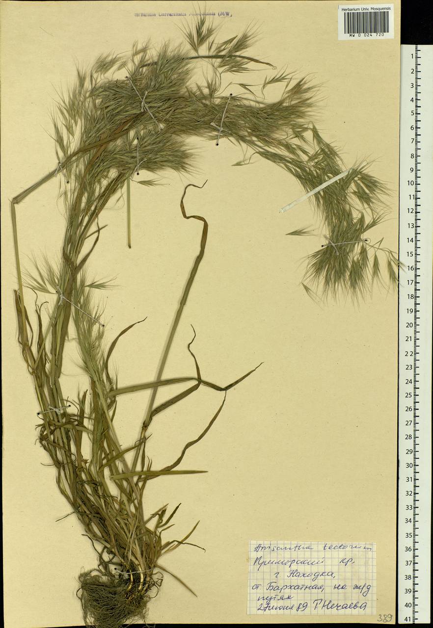 Bromus tectorum L., Siberia, Russian Far East (S6) (Russia)