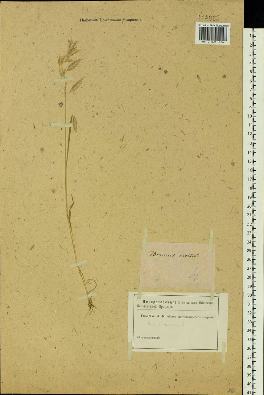Bromus squarrosus L., Siberia (no precise locality) (S0) (Russia)