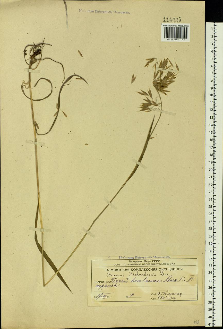 Bromus pumpellianus Scribn., Siberia, Chukotka & Kamchatka (S7) (Russia)
