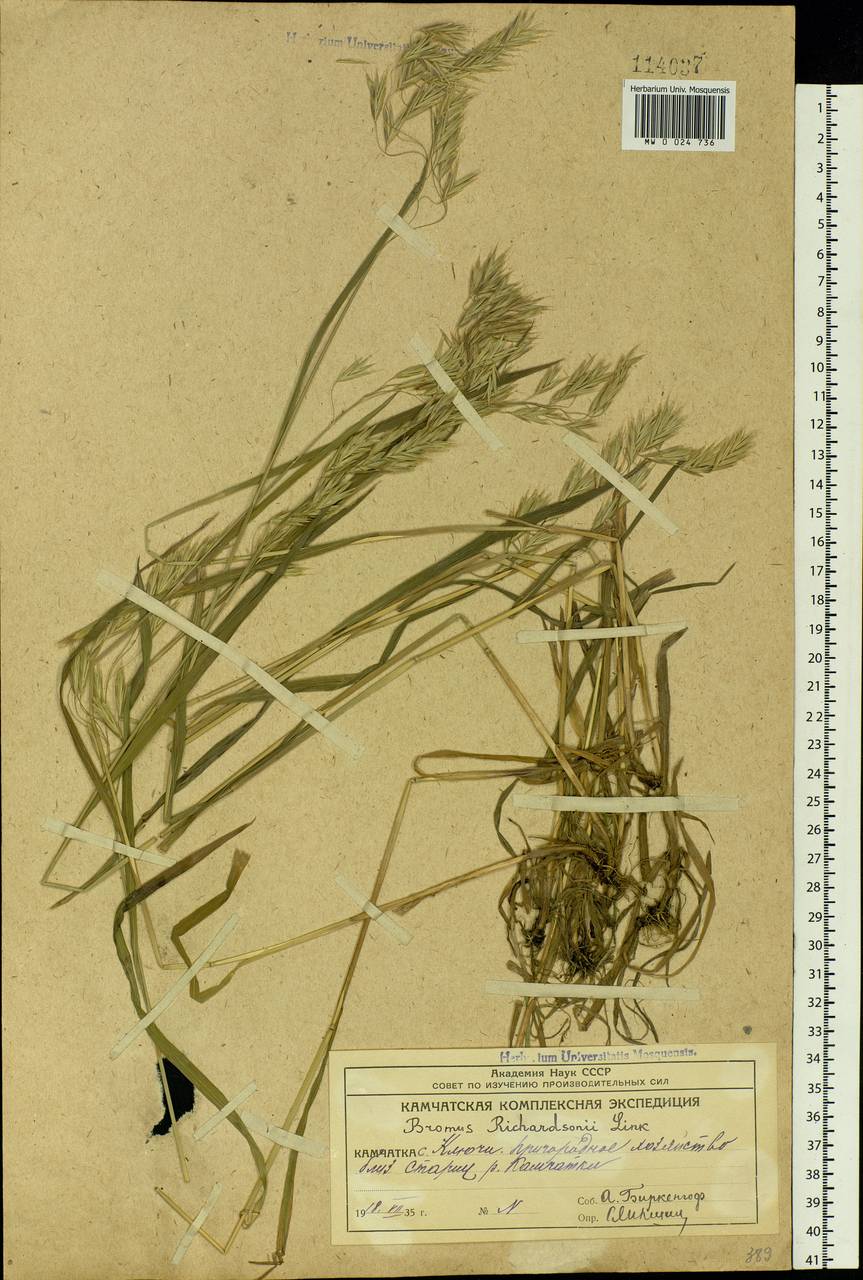 Bromus pumpellianus Scribn., Siberia, Chukotka & Kamchatka (S7) (Russia)