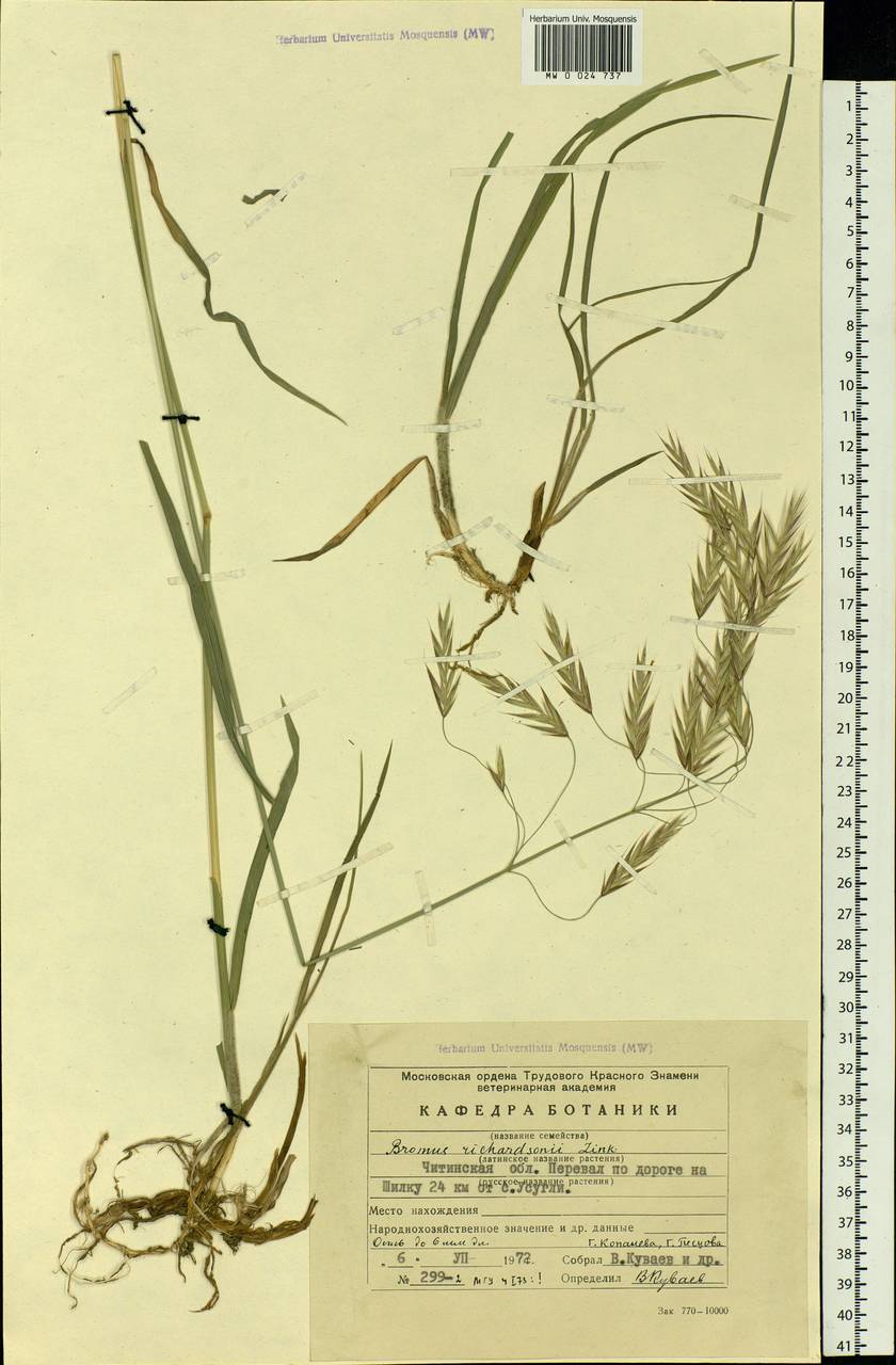 Bromus pumpellianus Scribn., Siberia, Baikal & Transbaikal region (S4) (Russia)