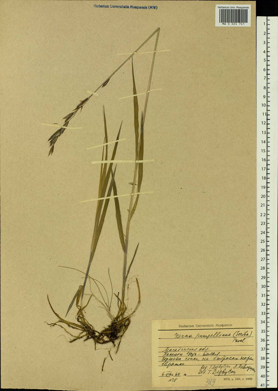 Bromus pumpellianus Scribn., Siberia, Chukotka & Kamchatka (S7) (Russia)