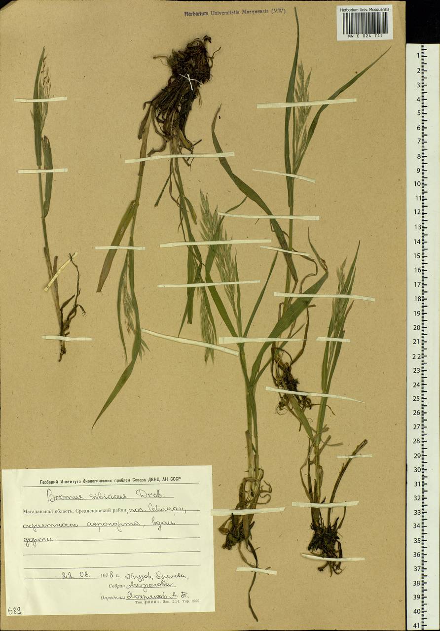 Bromus pumpellianus Scribn., Siberia, Chukotka & Kamchatka (S7) (Russia)