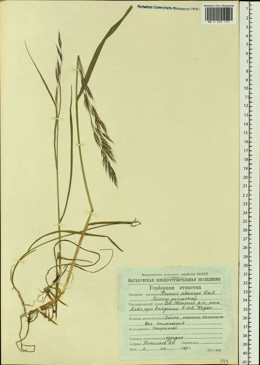 Bromus pumpellianus Scribn., Siberia, Chukotka & Kamchatka (S7) (Russia)