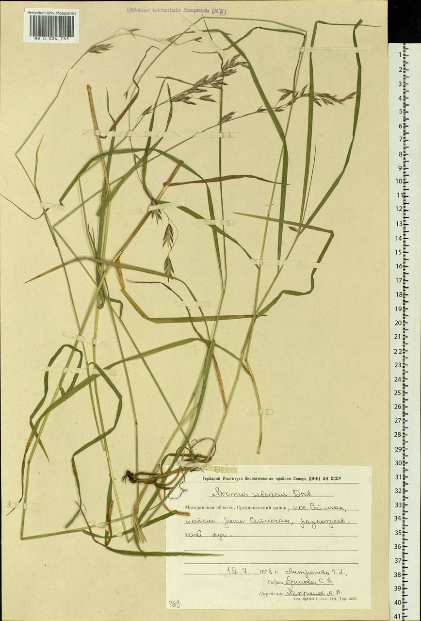 Bromus pumpellianus Scribn., Siberia, Chukotka & Kamchatka (S7) (Russia)