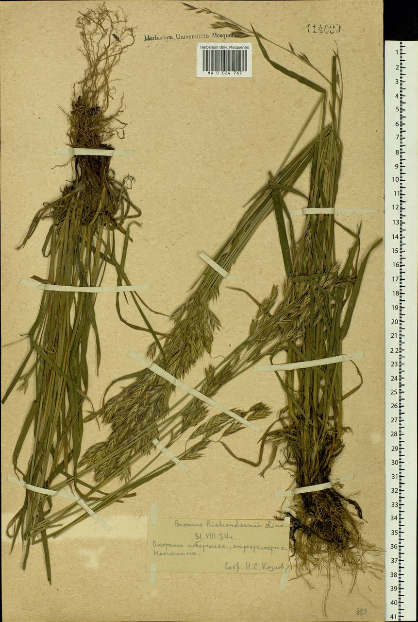 Bromus pumpellianus Scribn., Siberia, Chukotka & Kamchatka (S7) (Russia)