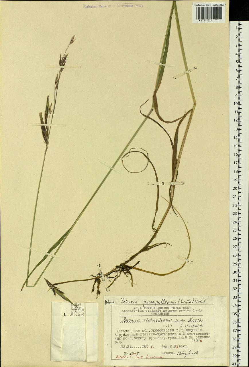 Bromus pumpellianus Scribn., Siberia, Chukotka & Kamchatka (S7) (Russia)
