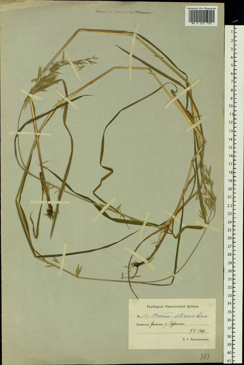 Bromus pumpellianus Scribn., Siberia, Chukotka & Kamchatka (S7) (Russia)