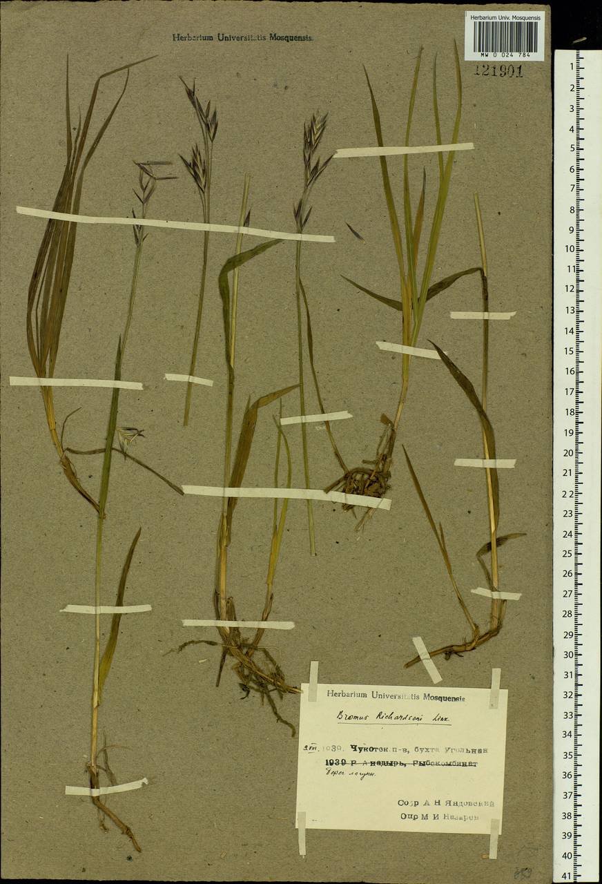 Bromus pumpellianus Scribn., Siberia, Chukotka & Kamchatka (S7) (Russia)